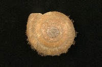 臺灣盾蝸牛藏品圖，第1張